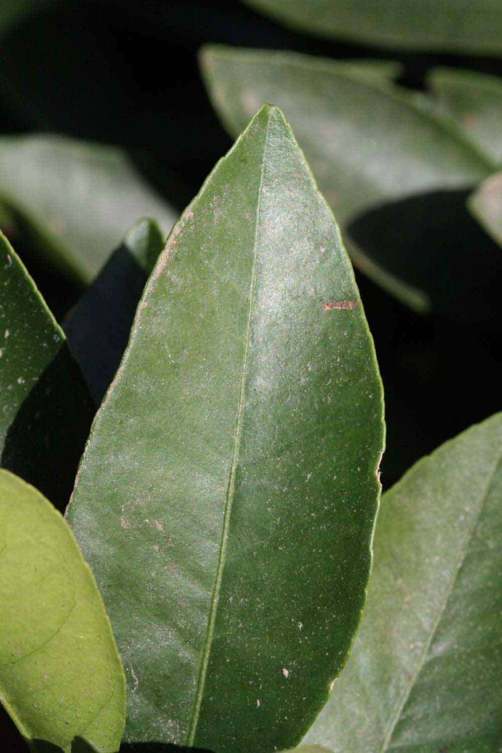              Unifoliolate leaf (Riverside, CA)       